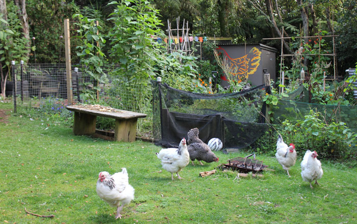 Making your garden chicken friendly