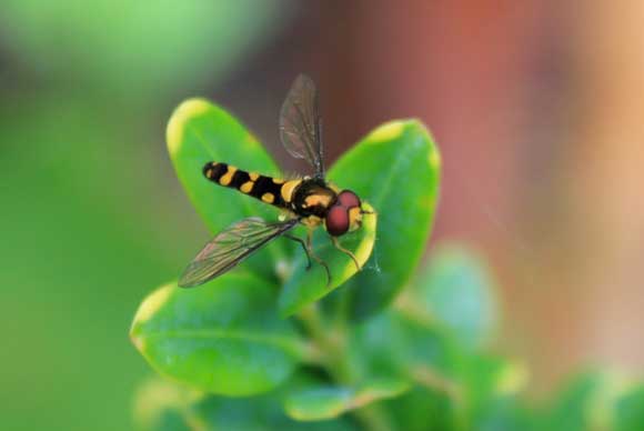 Hoverflies