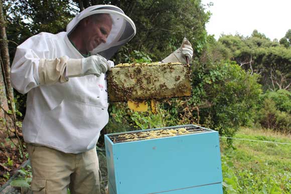 Bee upkeep