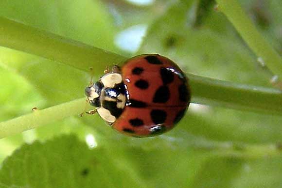 Ladybugs