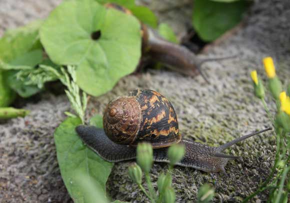 Slugs and Snails