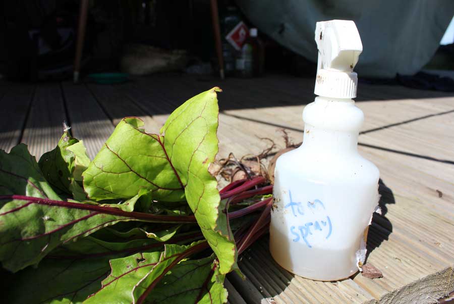 Tomato leaf spray