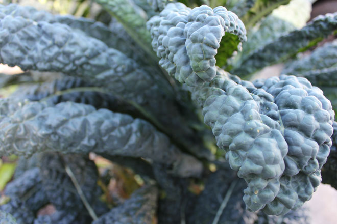 Braised Cavolo Nero with Garlic and Anchovies