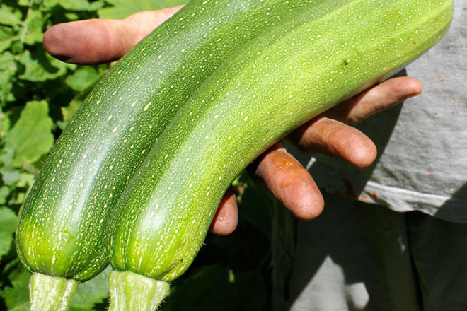 Herbed Courgette Salad with Feta