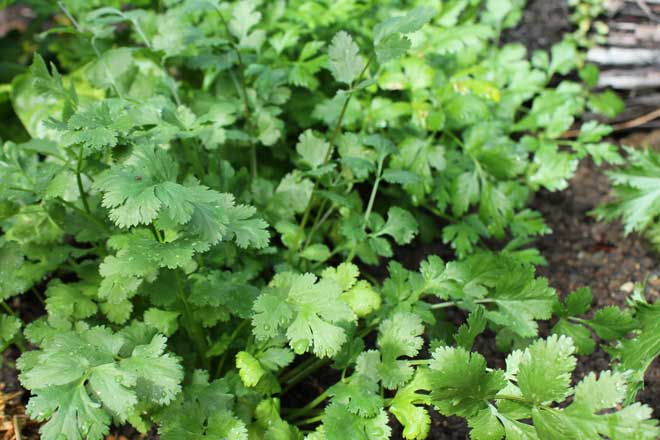 the condiment parsley