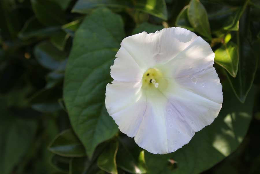 Bindweed