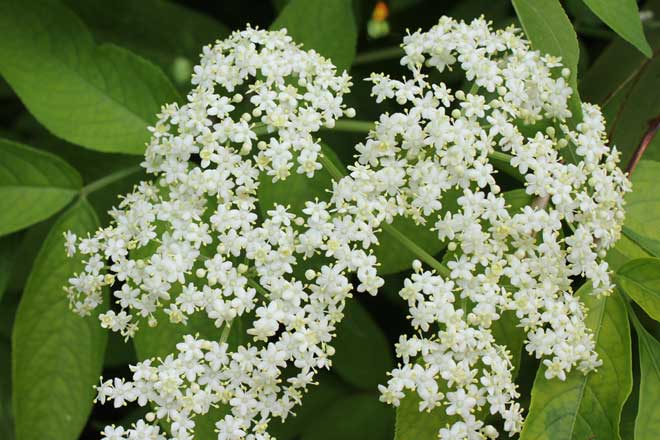 Elderflower Cordial