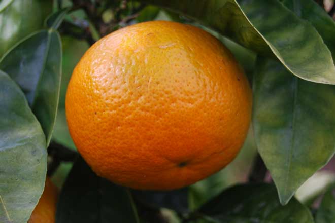 Orange Cake