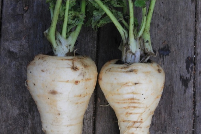 Parsnip & Blue Cheese Soup