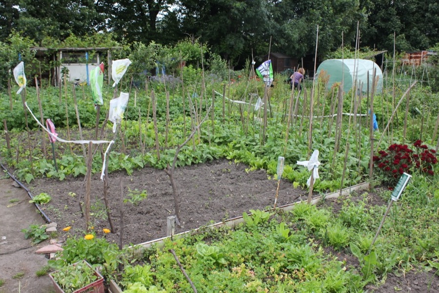 Plant protection